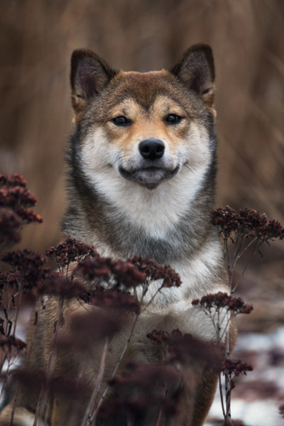 Shiba Inu im Herbst, Tierfotoshooting Magdeburg